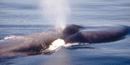 Blue whale Photo: Brad Sillasen Blue whale Photo: Brad Sillasen