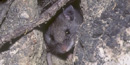 Island deer mouse Island deer mouse
