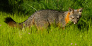 Island fox timhaufphotography.com Island fox timhaufphotography.com