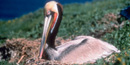 Brown pelican on nest Brown pelican on nest