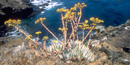 Santa Barbara Island live-forever timhaufphotography.com Santa Barbara Island live-forever timhaufphotography.com