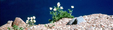 Western Pasque Flowers on the rim of Crater Lake