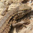 Terrestrial Herpetofauna