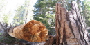 Logs and snags provide great habitats for animals. Logs and snags provide great habitats for animals.