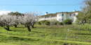 Almond trees at Tao House Almond trees at Tao House