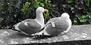 Photo of Western Gulls (Larus occidentalis). Photo of Western Gulls (Larus occidentalis).