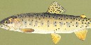 Bonneville Cutthroat Trout Bonneville Cutthroat Trout