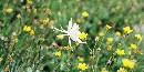 Columbine Columbine