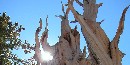 Bristlecone Pine; photographed by Kathy Billings Bristlecone Pine; photographed by Kathy Billings