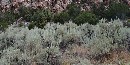 Sagebrush Sagebrush
