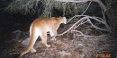 Mountain Lion