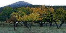 Century + year old orchard; Photographed by Bryan Petrytyl Century + year old orchard; Photographed by Bryan Petrytyl