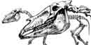 Sketch of the Hagerman Horse Sketch of the Hagerman Horse