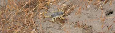 Scorpion on the Monument
