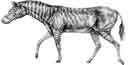 Drawing of how the Hagerman Horse may have appeared. Drawing of how the Hagerman Horse may have appeared.