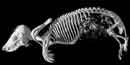Drawing of a mole skeleton. Drawing of a mole skeleton.