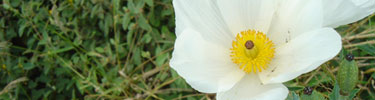 Native puakala flower is brilliant white against the green foliage.