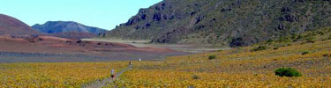 Dried fern fronds give a yellow cast to the landscape near Kapalaoa Cabin.