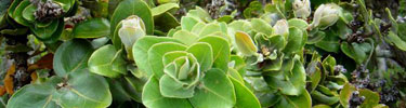 The bright green new growth of the ohia lehua tree illuminates the forest.