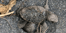 Baby Hawksbill Sea Turtle emerges from its nest. Baby Hawksbill Sea Turtle emerges from its nest.