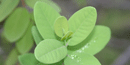 `iliahi is the Hawaiian name for sandalwood. `iliahi is the Hawaiian name for sandalwood.