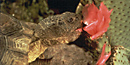 Desert Tortoise Desert Tortoise
