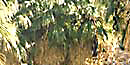 49 Palms Oasis 49 Palms Oasis