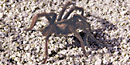 a tarantula a tarantula