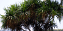 lauhala tree lauhala tree