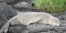 Hawaiian monk seal hauled-out on lava flats Hawaiian monk seal hauled-out on lava flats