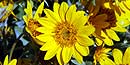 Arrowleaf Balsamroot Arrowleaf Balsamroot