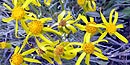 Tall Hawksbeard Tall Hawksbeard