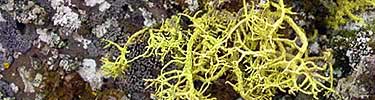 Colorful lichens growing on lava rocks