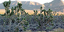 Joshua Trees Joshua Trees