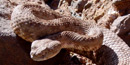 Rattlesnake Rattlesnake