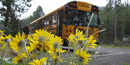 School bus and arrowleaf balsamroot School bus and arrowleaf balsamroot