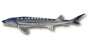 White Sturgeon of the Columbia River White Sturgeon of the Columbia River
