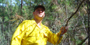 fire fighter looking at a stand of ponderosas that have become a wildfire danger fire fighter looking at a stand of ponderosas that have become a wildfire danger