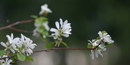 The mock orange grows prolifically at Fort Spokane and has a fragrant blossom similar to the orange blossom. The mock orange grows prolifically at Fort Spokane and has a fragrant blossom similar to the orange blossom.