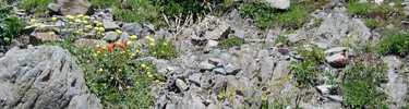 Flowers of Lassen Volcanic National Park