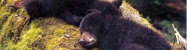 Bear Cubs
