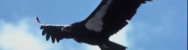 California Condor