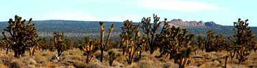 photo of Cima Dome with Joshua trees.