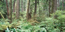 Trees and lush vegetation in the Carbon River Rainforest. Trees and lush vegetation in the Carbon River Rainforest.