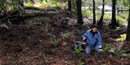 Planting native plants in Muir Woods National Monument. Planting native plants in Muir Woods National Monument.
