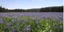 Camas field in bloom at Packer Meadows at Lolo Pass. Camas field in bloom at Packer Meadows at Lolo Pass.