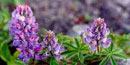 lupine is a common flower in dry sunny areas lupine is a common flower in dry sunny areas