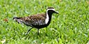 Pacific golden plover in breeding plumage—soon to be flying 5,500 miles to the Alaskan Arctic Pacific golden plover in breeding plumage—soon to be flying 5,500 miles to the Alaskan Arctic