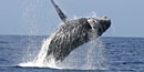 A humpback whale breaches almost entirely out of the water A humpback whale breaches almost entirely out of the water