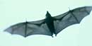 Samoan fruit bats hanging at rest Samoan fruit bats hanging at rest